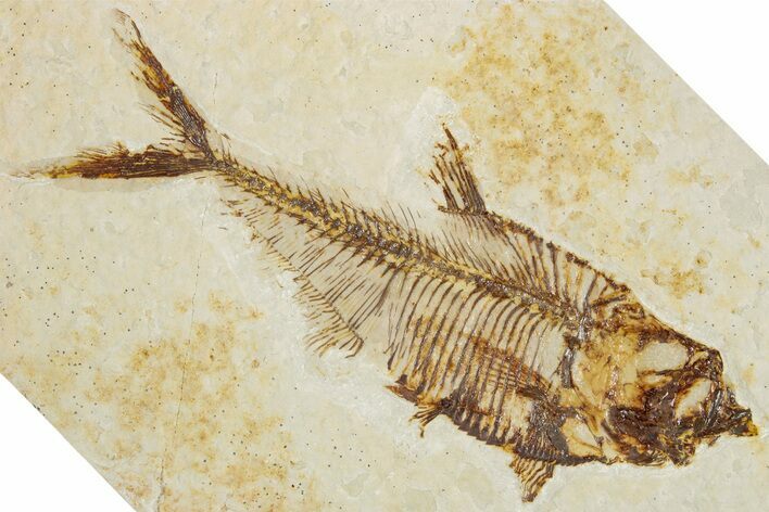 Detailed Fossil Fish (Diplomystus) - Wyoming #355605